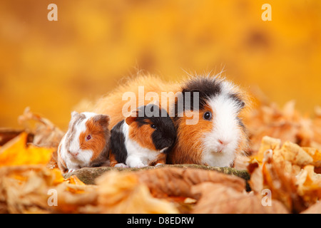 CH Teddy Guinea Pigs, female with youngs, tortie-white and slateblue-gold-white / Swiss Teddy Guinea Pig Stock Photo