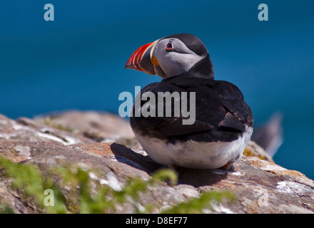 Atlantic Puffin (fratercula arctica), Skomer Island, Wales Stock Photo