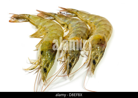 Raw shrimps isolated on white background Stock Photo