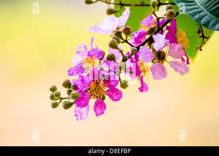 Crape myrtle Stock Photo