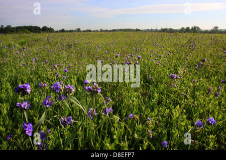 Ohio Spiderwort restored prairie Ohio flower Stock Photo