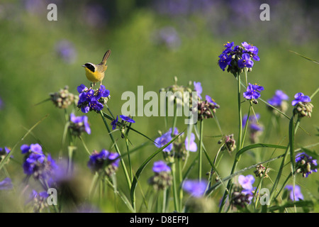 Yellowthroat warbler Ohio Spiderwort restored prairie Ohio Stock Photo