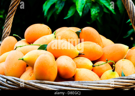 Marian plum in a basket Stock Photo