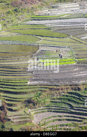 People in rice terraces, Gorkha District, Gandaki, Nepal Stock Photo