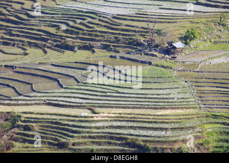 People in rice terraces, Gorkha District, Gandaki, Nepal Stock Photo