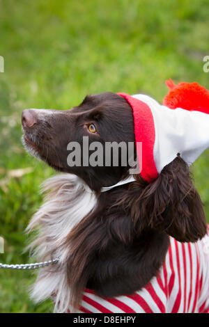 Turton, Lancashire, UK 27th May 2013. 'Wally' Dog in fancy dress at the annual traditional spring fair held in the grounds of the 600-year-old Turton Tower.  The event dates back more than 200 years, but went into decline in the early 20th century. It was revived in 2008 by the Friends of Turton Tower. Stock Photo