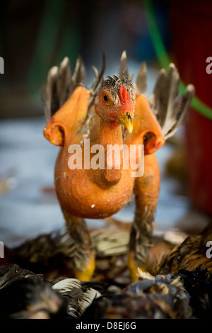 Plucked Chicken still alive on a Market in Phnom Penh, Cambodia Stock Photo