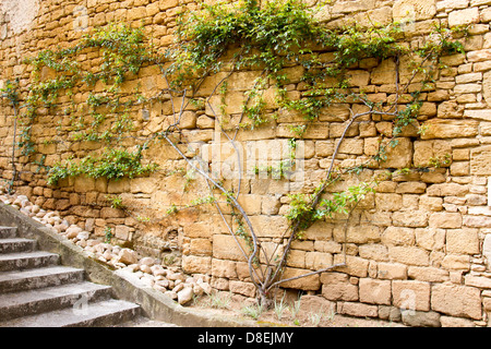 Vines growing along old sandstone wall of medieval building in Sarlat, Dordogne region of France Stock Photo