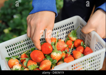 strawberries in white plastic punnet Stock Photo