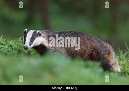Female Badger (Meles meles) in woodland, portrait. UK Stock Photo