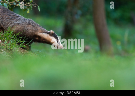 Female Badger (Meles meles) emerging from woodland sett, portrait. UK