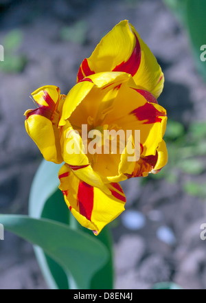 Yellow red stripped tulip macro against natural background Stock Photo