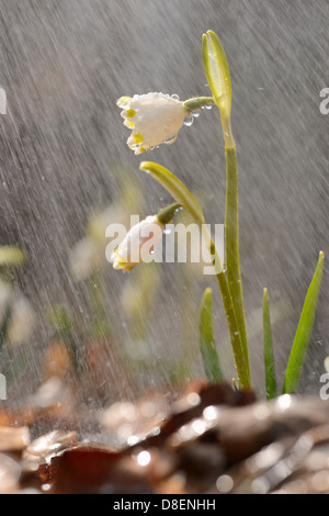 Spring Snowflakes (Leucojum vernum) in rain Stock Photo