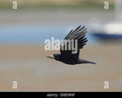 Rook in flight Stock Photo