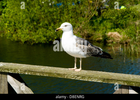 young Great Black-backed Gull (Larus marinus), cardiff bay wetlands nature reserve, wales. Stock Photo