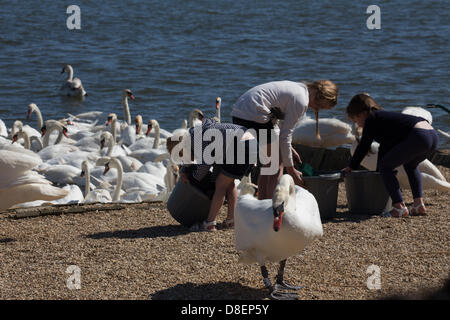 Abbotsbury, UK. 27th May, 2013. Young girls throw the swans wheat.  Abbotsbury Swannery in Dorset is unique. This is the only place in the world where you are able to walk through the heart of a colony of nesting Mute Swans. Credit: Ed Stone/Alamy Live News Stock Photo