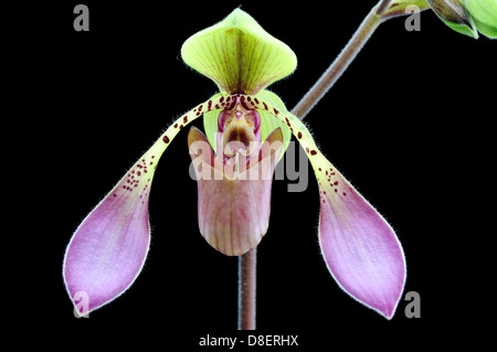 Lady's slipper orchid flower, Paphiopedilum Paph lowii. Stock Photo