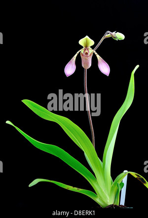 Lady's slipper orchid flower Paphiopedilum lowii Stock Photo