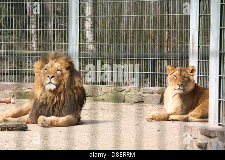 Two lions sitting in a zoo enclosure. Stock Photo