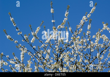 Blooming cherry tree in spring with blue sky in background Stock Photo