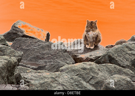 National City, California - A feral cat, a member of a cat colony on the waterfront in the Port of San Diego. Stock Photo