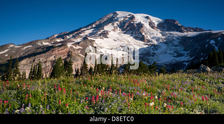 Mt. Rainier and Wildflowers in Bloom National Park Washington State Stock Photo