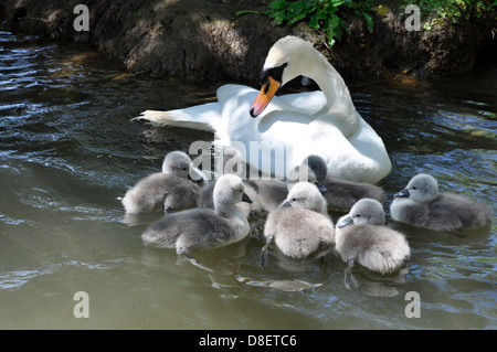 Mother Mute swan (Cygnus olor) with cygnets Abbotsbury Swannery, Dorset Stock Photo