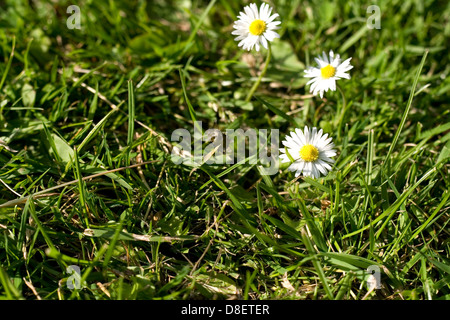 Three Daisies in grass Stock Photo