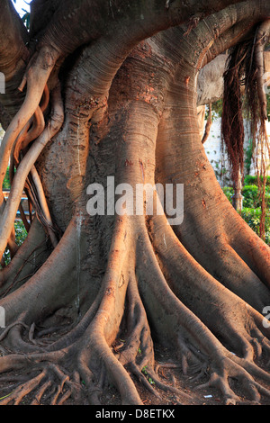 Fig tree trunk Stock Photo - Alamy