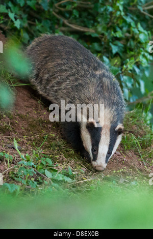 Female Badger (Meles meles) emerging from woodland sett, portrait. UK
