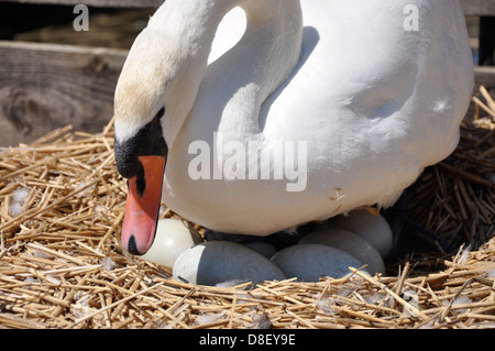 Mute swan (Cygnus olor) on eggs, Abbotsbury Swannery, Dorset Stock Photo