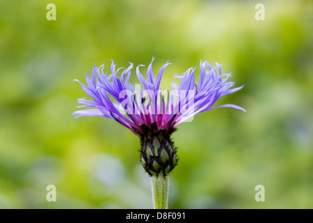 Centaurea montana. Perennial cornflower in the garden. Stock Photo