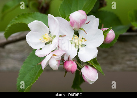 Malus domestica 'Lord Lambourne'. Apple blossom in Spring trained against a wooden trellis. Stock Photo