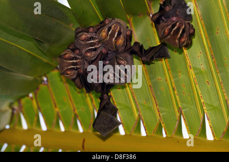 Tent-Making Bats, Uroderma bilobatum, under coconut palm, Caribbean, Costa Rica Stock Photo