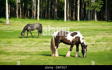 Horses eating grass in ranch pasture Stock Photo