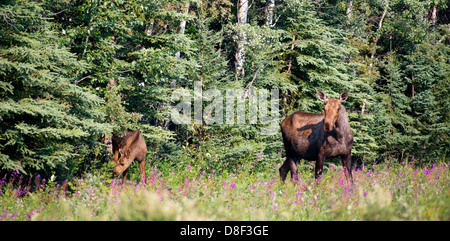 A large Alaskan Moose stands at the edge of the woods with baby calf Stock Photo