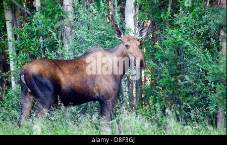 A large Alaskan Moose stands at the edge of the woods in Alaska Stock Photo