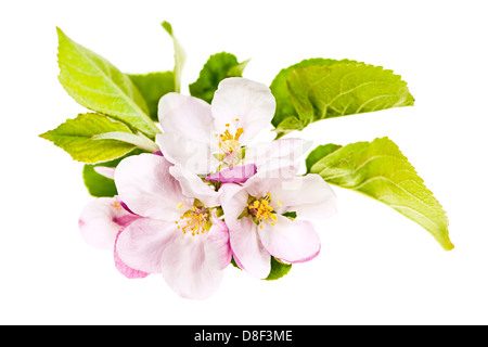 Closeup of pink apple blossoms isolated on white background Stock Photo