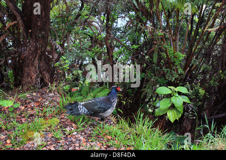 Kalij Pheasant in the Volcano National Park in Hawai'i Stock Photo