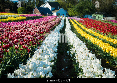 Rows of tulips leading to a farm house Stock Photo - Alamy