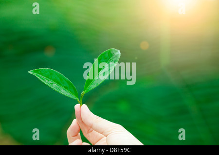 hand holding tea leaf and sunrise background Stock Photo