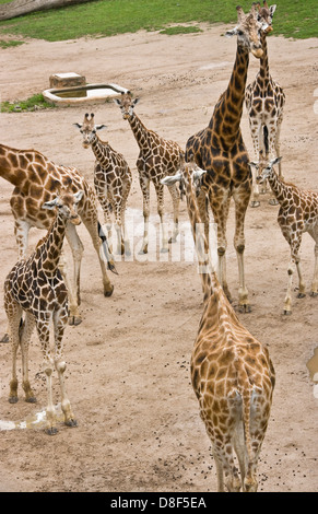 Group of curious giraffes Stock Photo