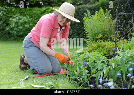 Elderly lady gardening in her family garden at home in North Yorkshire, uk Stock Photo