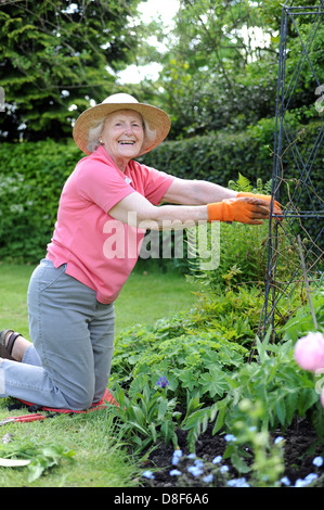 Elderly lady gardening in her family garden at home in North Yorkshire, uk Stock Photo