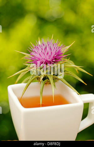 Milk thistle infusion. Sylibum marianum) Stock Photo