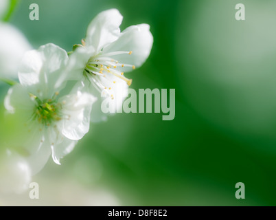 Apple blossom and green copy space. Stock Photo