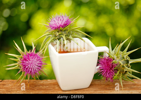 Milk thistle infusion. Sylibum marianum) Stock Photo