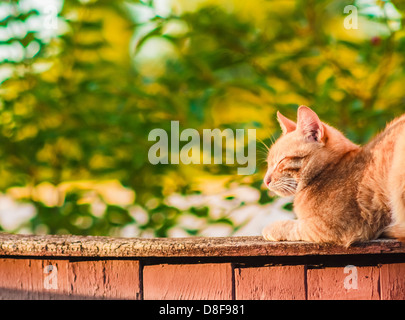 red cat sleeping on the fence Stock Photo - Alamy