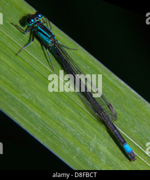 Common Blue Damsel Fly on green reed, Cheshire ,  England , United Kingdom Stock Photo