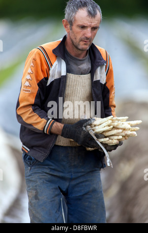 Seasonal workers, people from Romania and Bulgaria harvesting and picking asparagus, fields in Central Bohemia, Czech Republic Stock Photo